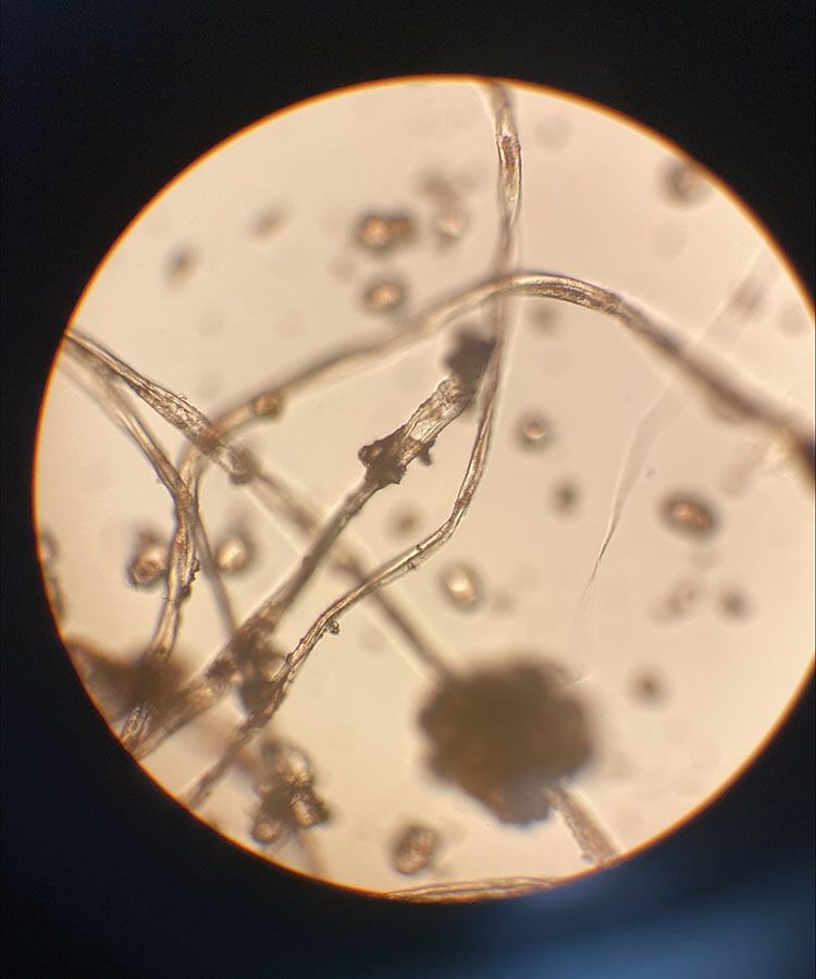 Molecular view of beige cotton fibres.